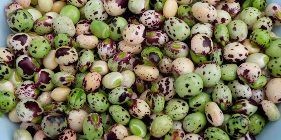 Guandú izeneko Panamako lekalea